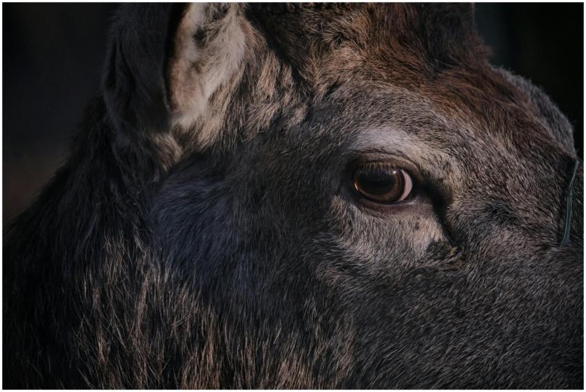 Intimate close-up of a deer's eye, capturing wild