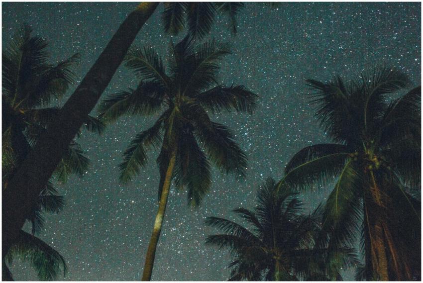 Tropical palm trees frame a starry night sky, capt
