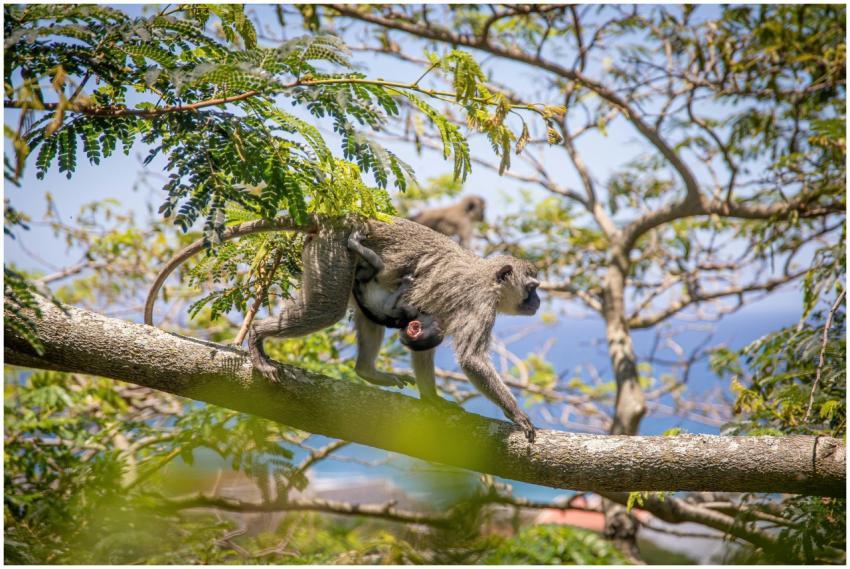 Vervet monkey with infant in a lush tropical tree