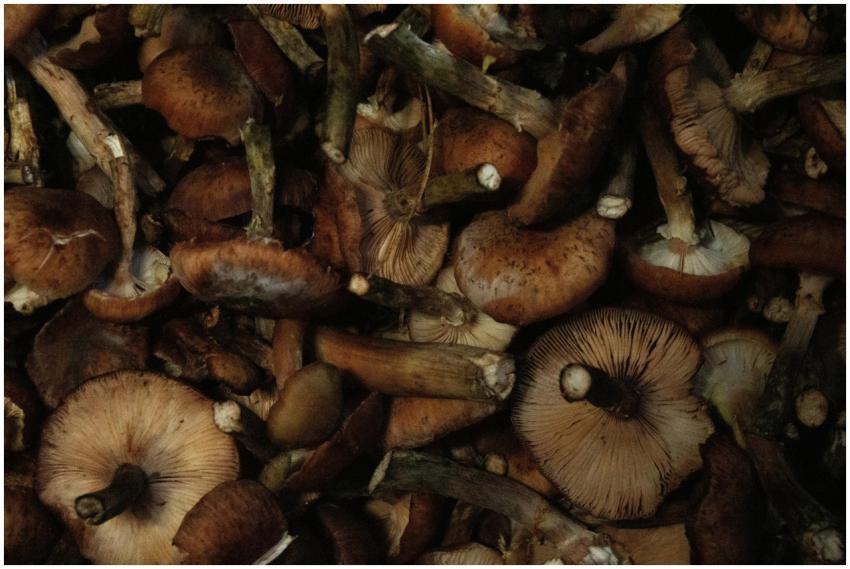 A detailed view of brown wild mushrooms showing th