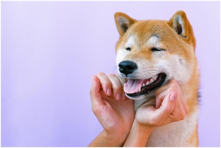A happy Shiba Inu dog being petted gently, showcas