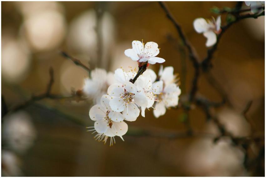 Delicate white cherry blossoms in full bloom on a