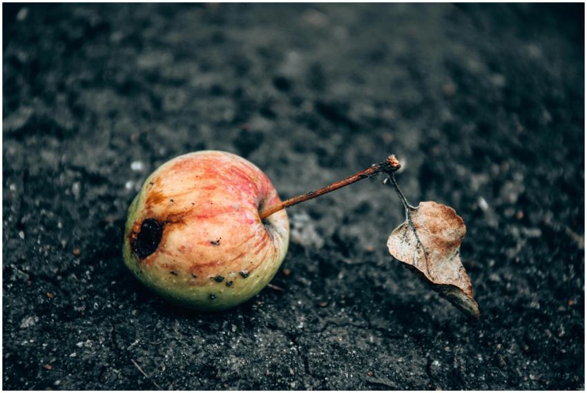 A close-up of a rotten apple with a dried leaf on