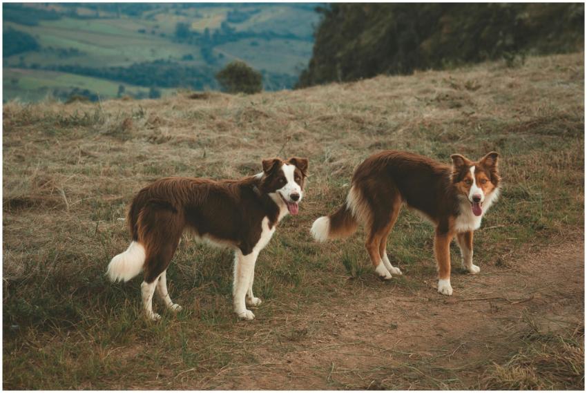 Two Border Collies standing on a grassy hill with