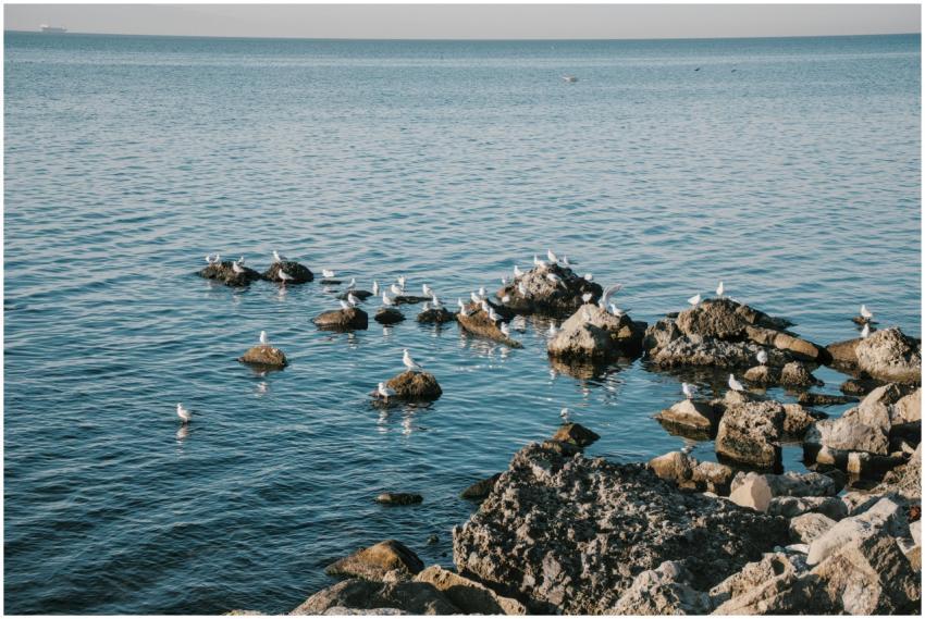 Seagulls Perched Coastal Rocks