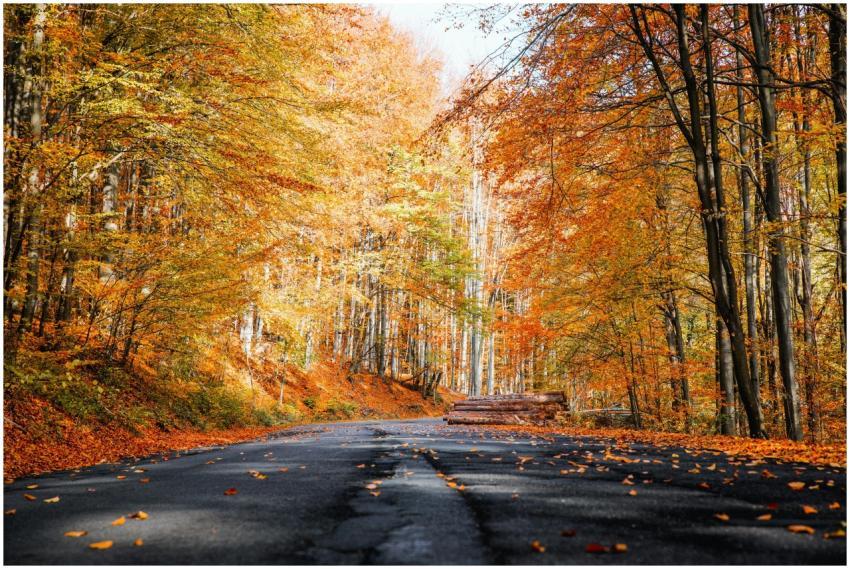 Discover a picturesque road lined with colorful fa