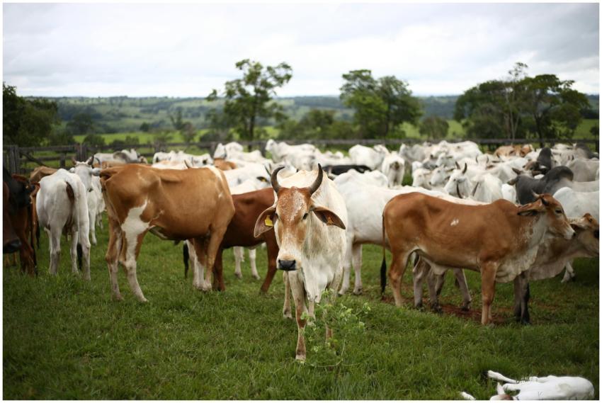 A large herd of cattle grazing in a green pasture