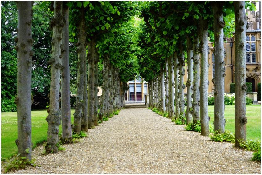 Peaceful garden walkway with trees leading to a hi