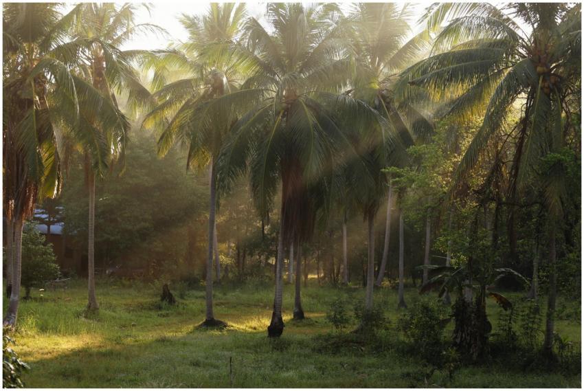 Sunlight filters through palm trees in a serene fo