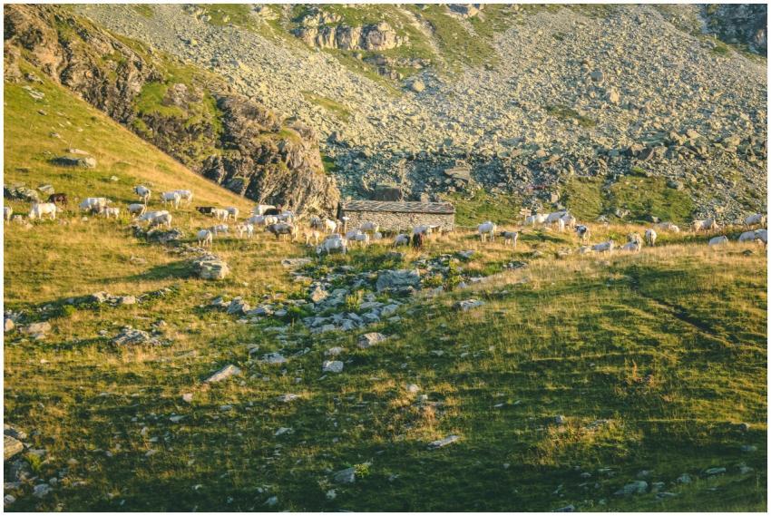 Scenic view of a hillside with sheep grazing on a