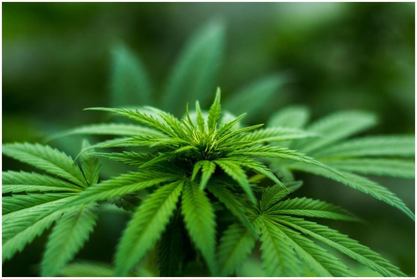 Vibrant close-up of a cannabis plant showcasing lu