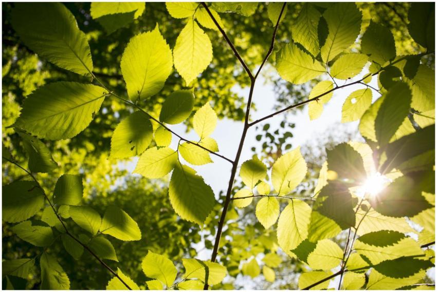 Close-up of sunlit green leaves in a lush Romanian