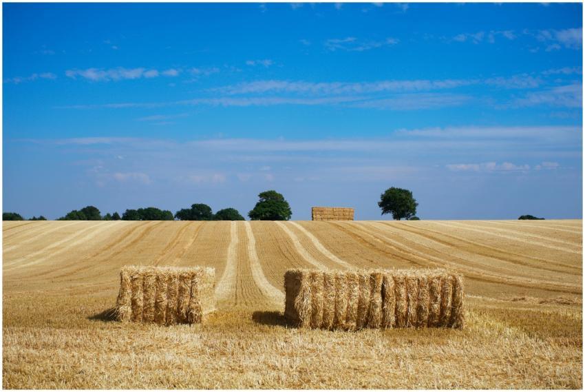Scenic view of golden hay bales on a harvested fie
