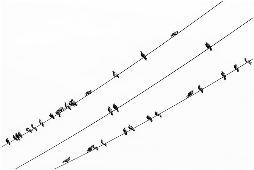 Black White Birds Wires