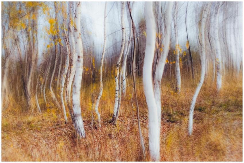 Blurry abstract art featuring a birch tree forest