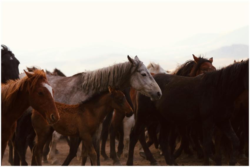 A dynamic scene of a herd of wild horses running f