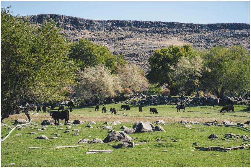 A scenic rural landscape with cattle grazing on a