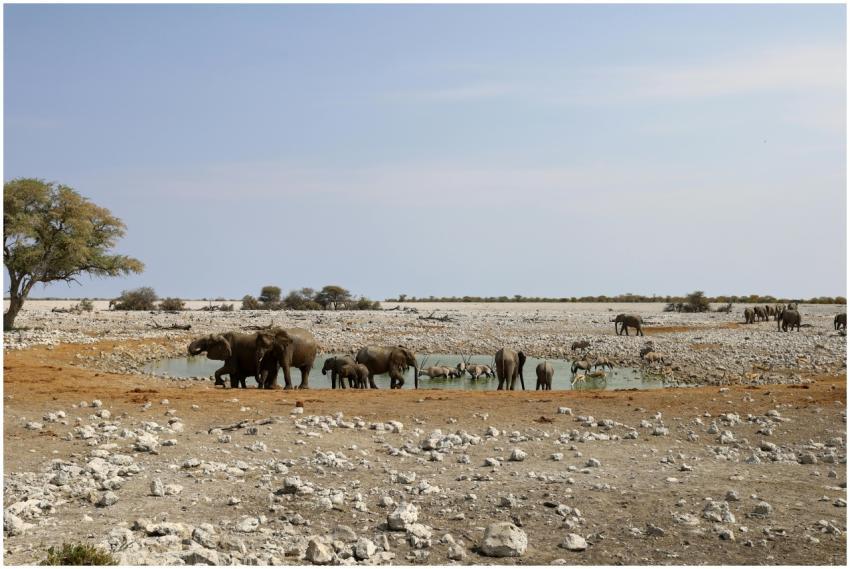 African elephants and wildlife gather at a Namibia