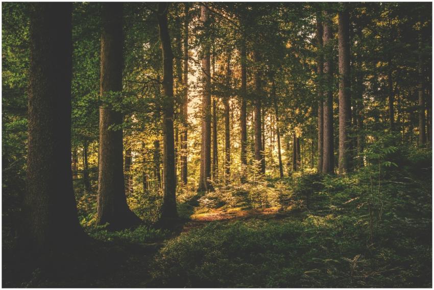 A serene forest scene with sunlight filtering thro