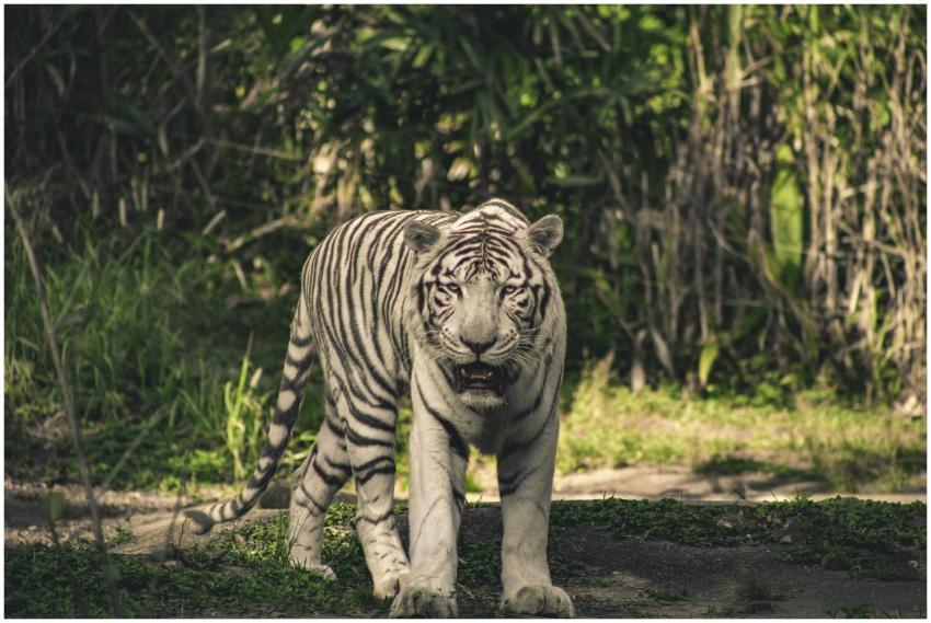 White Bengal Tiger prowling in lush green forest,