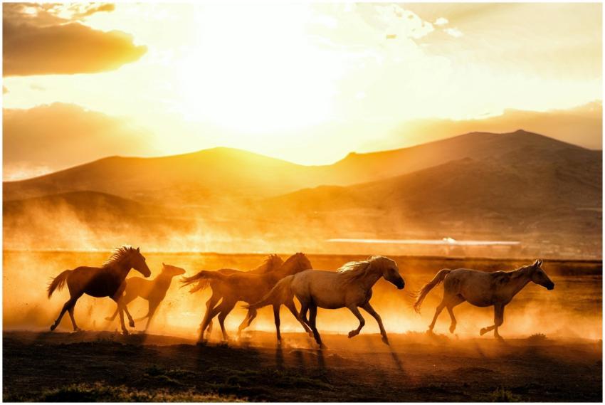 Dynamic scene of wild horses running across a dust