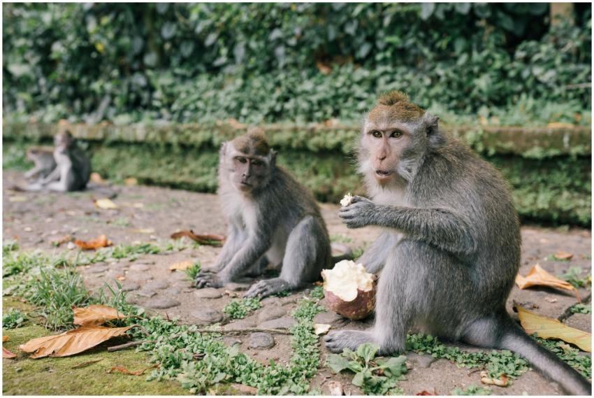 Monkeys in a natural setting enjoy food, showcasin