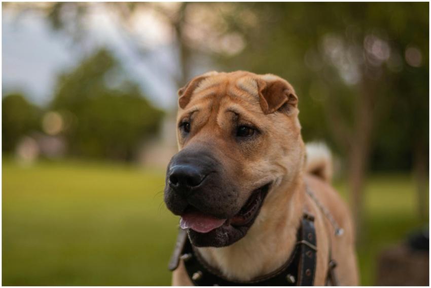 Close-up portrait of a Shar Pei dog outdoors in a