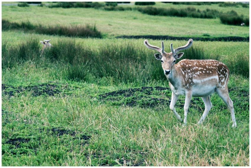 A deer with antlers peacefully grazes in a lush gr