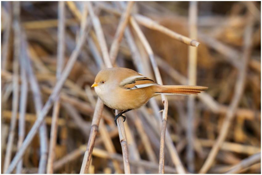 Close-up of a bearded reedling in its natural habi