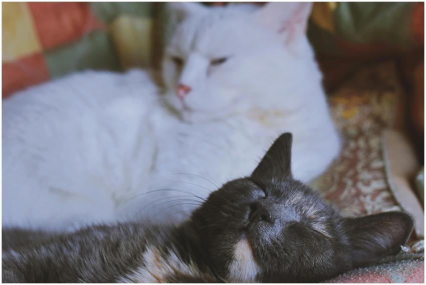 Two cats resting comfortably on a vibrant quilt, s