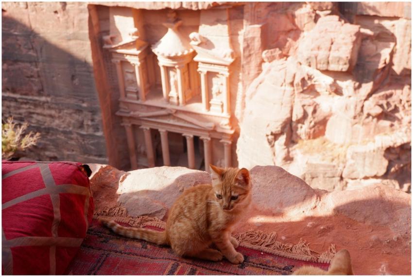 Adorable tabby kitten resting in front of Petra's