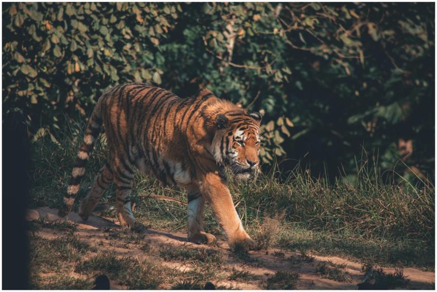 A majestic tiger walks through grass in its jungle