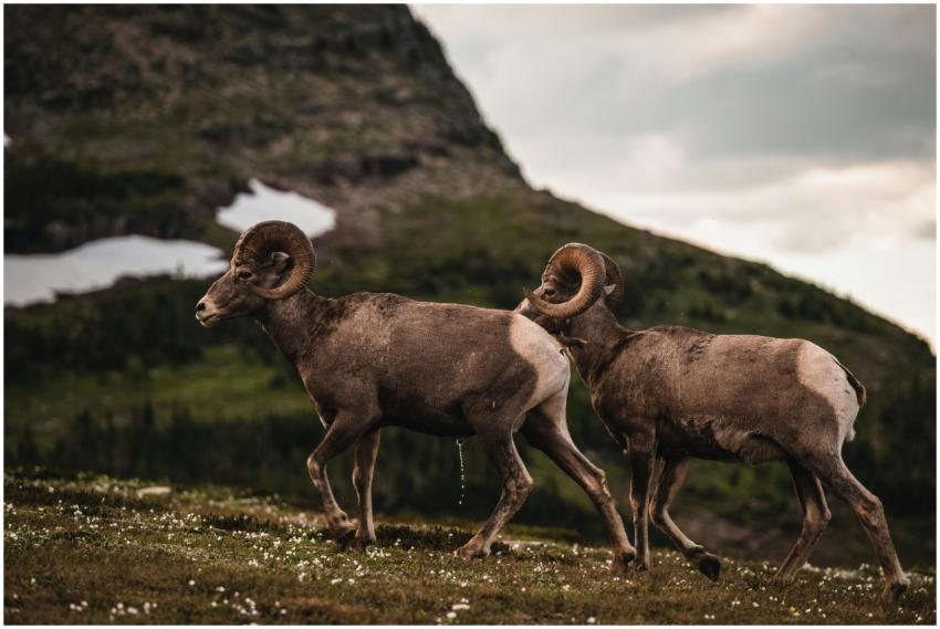 Two bighorn sheep in a serene mountain landscape,