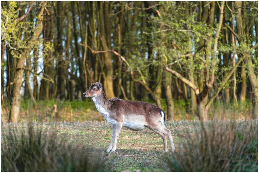 A deer standing in a tranquil forest in Amsterdam,