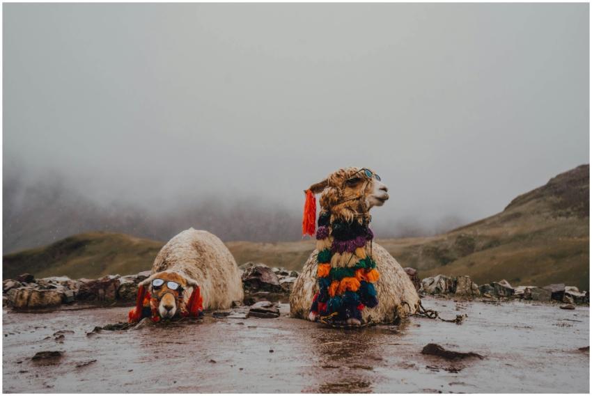 Playful alpacas wearing sunglasses and traditional