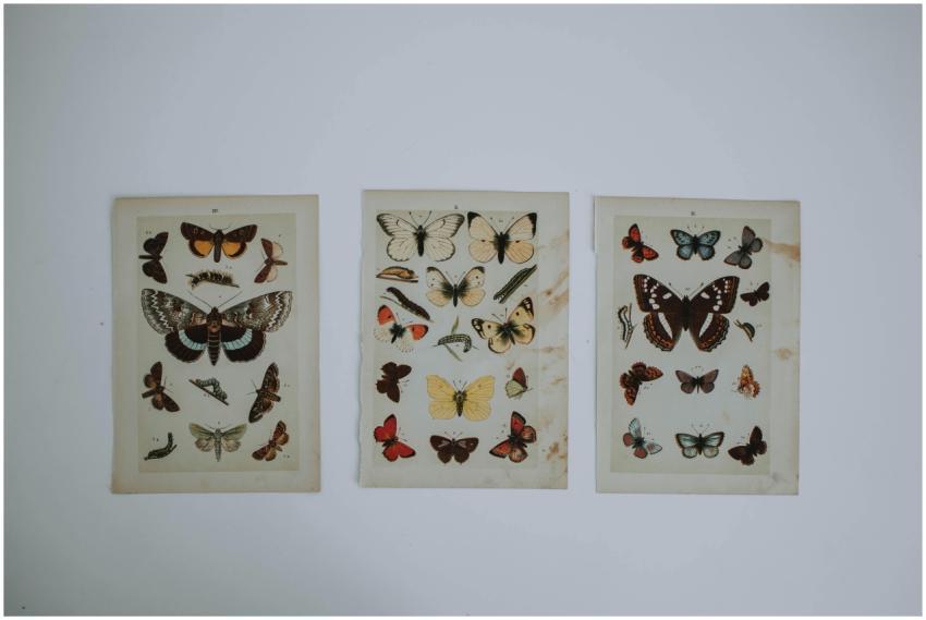 Three vintage butterfly specimen prints showcasing