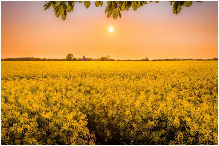 Stunning golden rapeseed field under a warm sunset