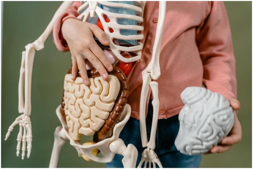 A child interacts with a detailed anatomical skele