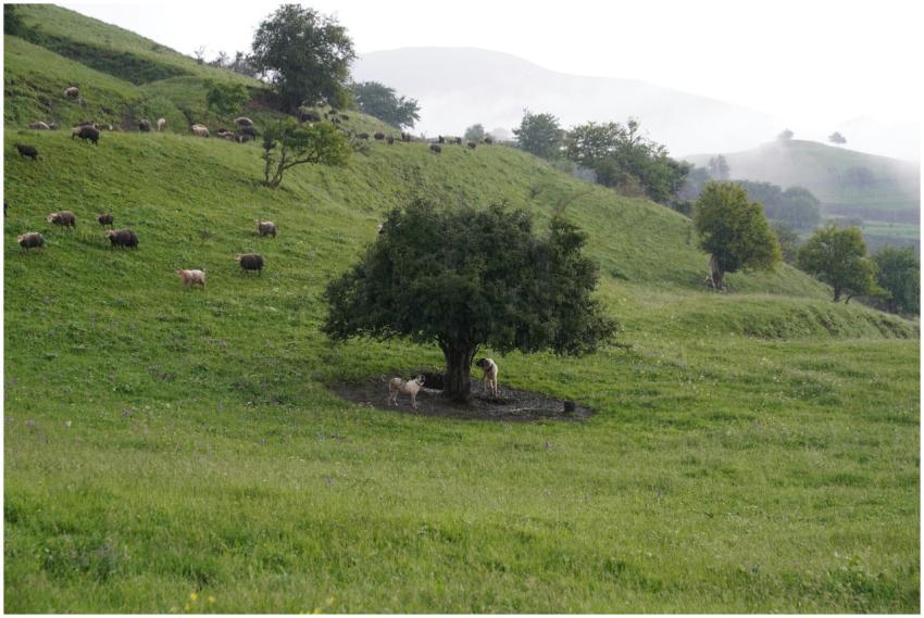Peaceful Pastoral Scene Grazing