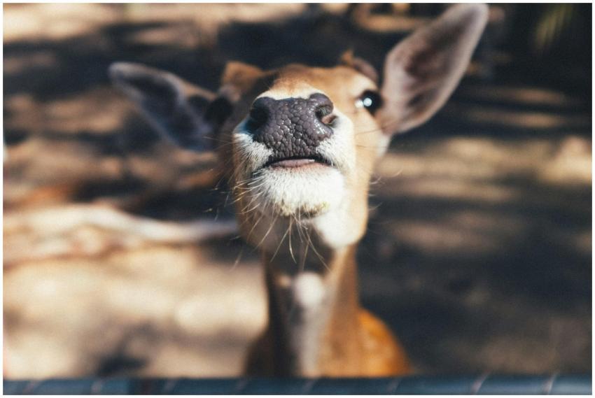 A close-up of a curious deer looking directly at t
