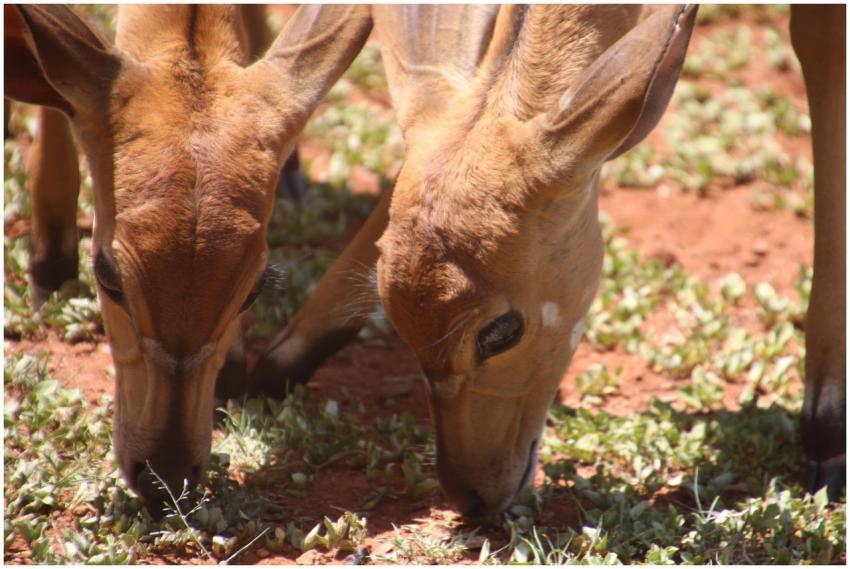 Two young antelopes grazing on grass in daylight,