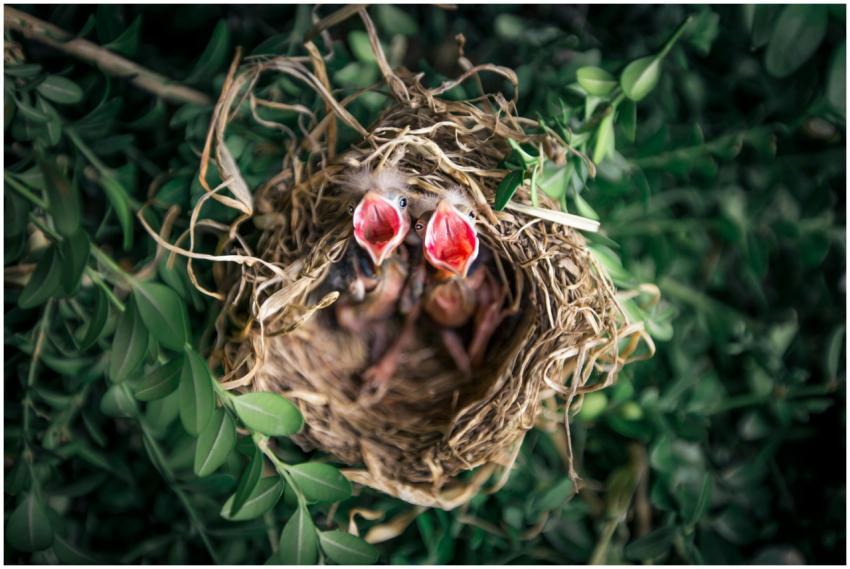 Close-up view of baby birds in a nest, surrounded