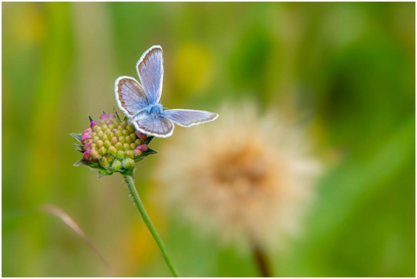 Close-up of a blue butterfly resting on a flower w