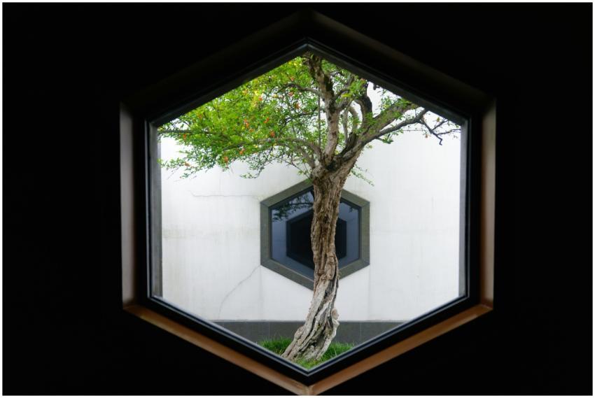 A tree viewed through a hexagonal window, showcasi