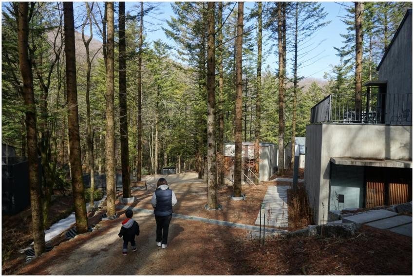 Serene forest path with people walking through tre