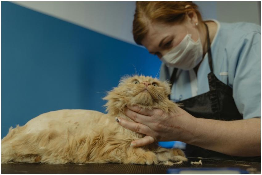 Professional groomer gently trims a Persian cat, h