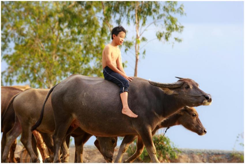A young boy rides a water buffalo in a rural setti