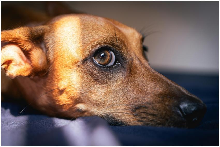 A charming close-up of a dachshund dog lying down,