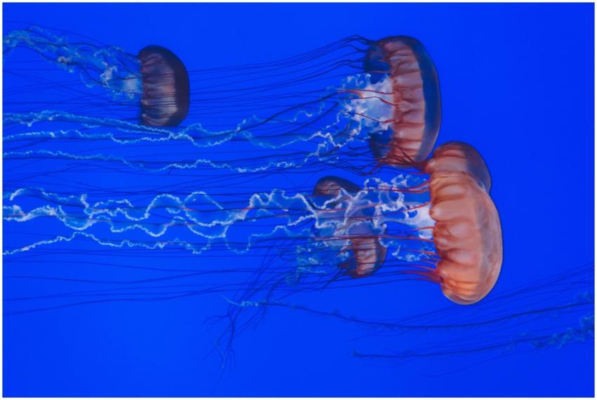 Vibrant image of jellyfish gracefully swimming in