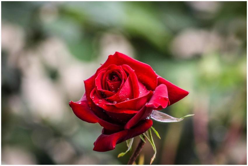 Vibrant red rose with dewdrops in soft focus backg
